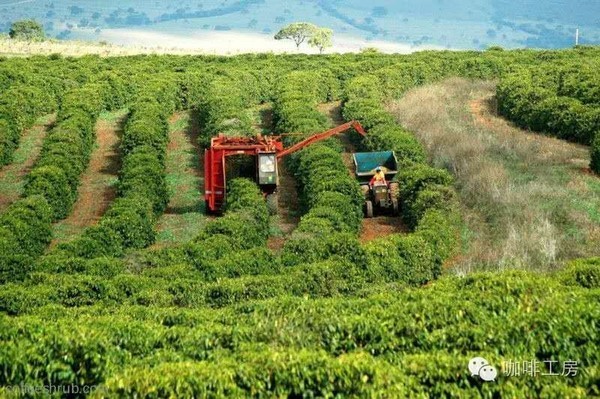 带你了解一下咖啡的相关知识,中美洲有哪些国家产咖啡