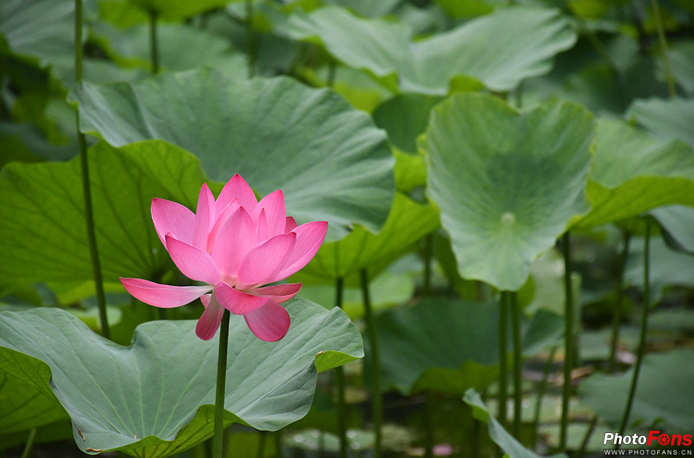 尼康d7500实拍测评,尼康d7500配50-1.8镜头拍什么最好