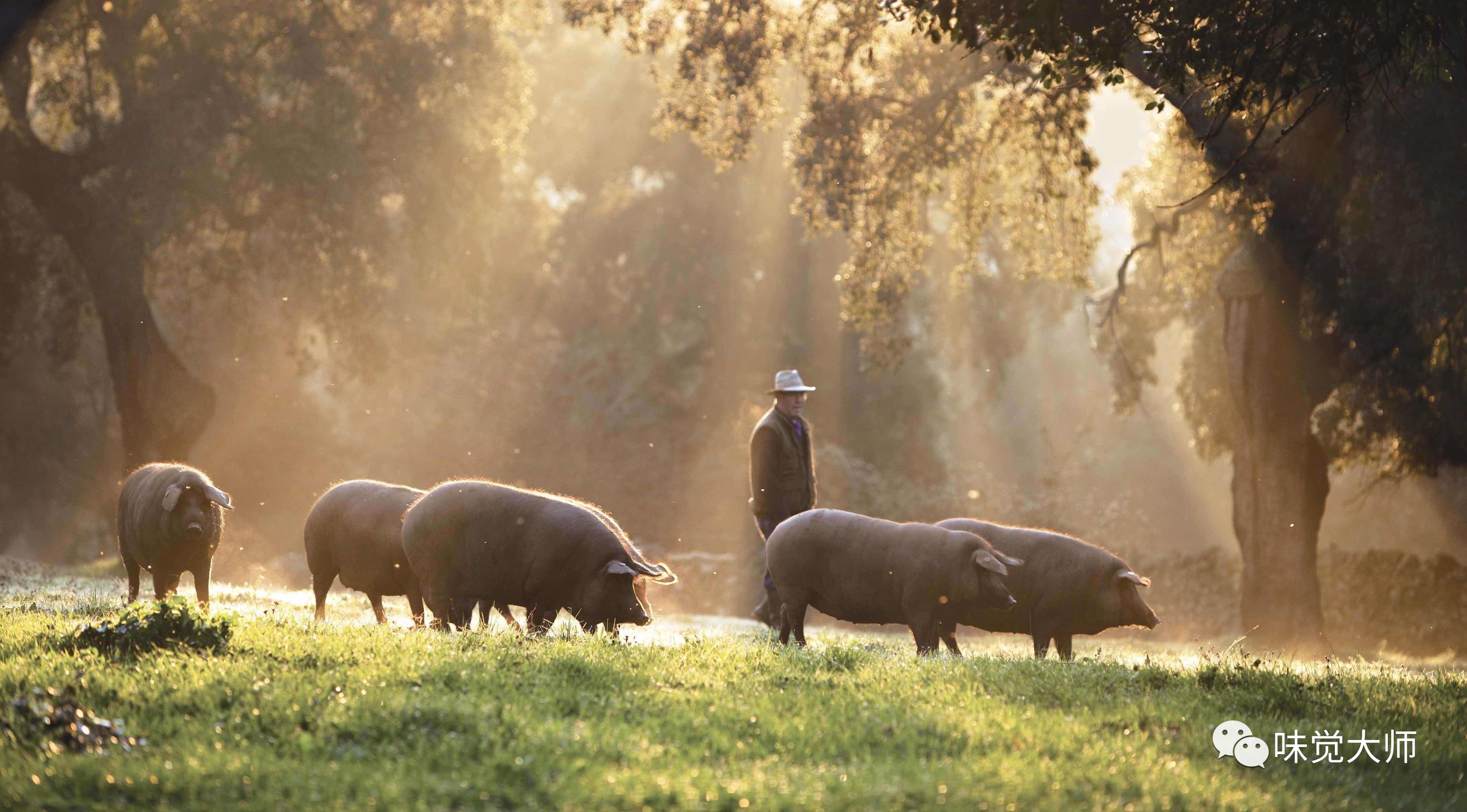 伊比利亚火腿怎么吃最好,伊比利亚火腿新手入门教程