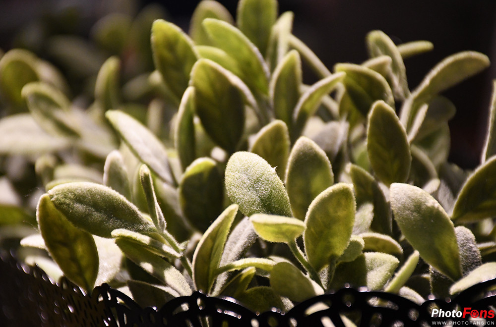 尼康d7500实拍测评,尼康d7500配50-1.8镜头拍什么最好