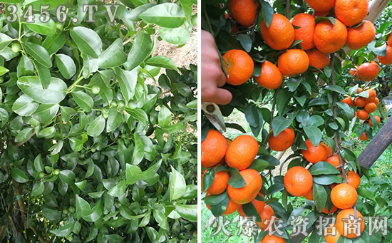 万能果树病害防治配方,防治土传病害的最好方法