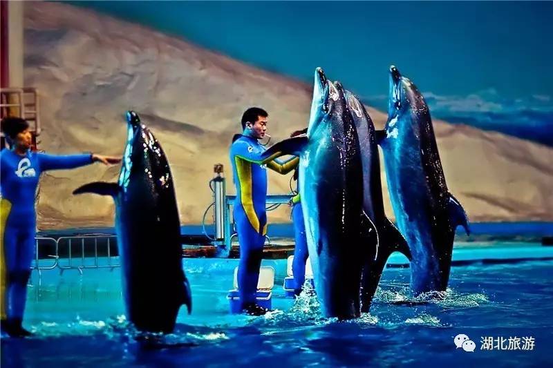 武汉海昌极地海洋公园一日游日记,一日一景看地球