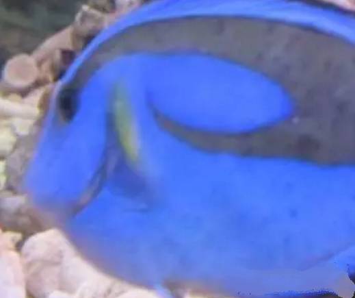 水质好的白点病自愈方法,白点病和水质有关吗