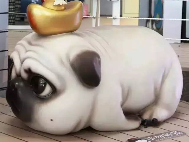 盘点十大网红萌宠,盘点全网6只网红萌宠