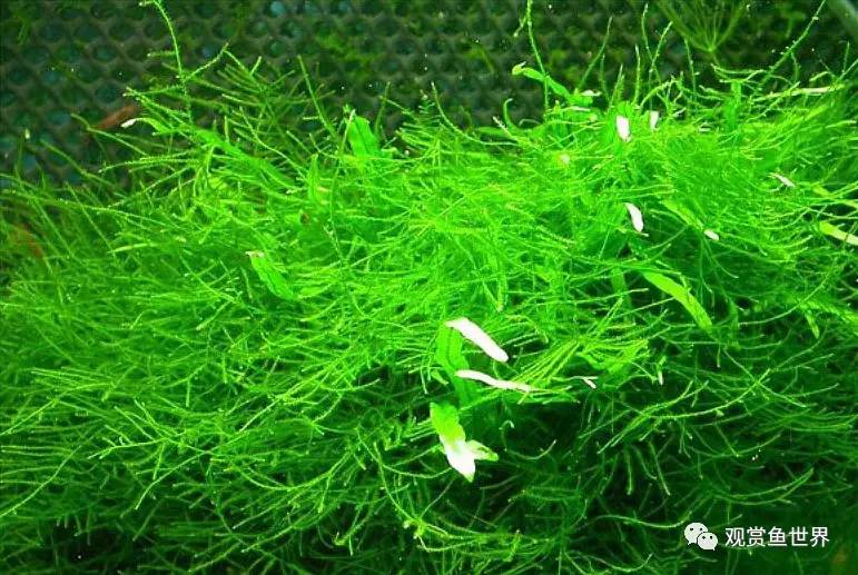 莫斯水草黑褐色,粉色莫丝水草