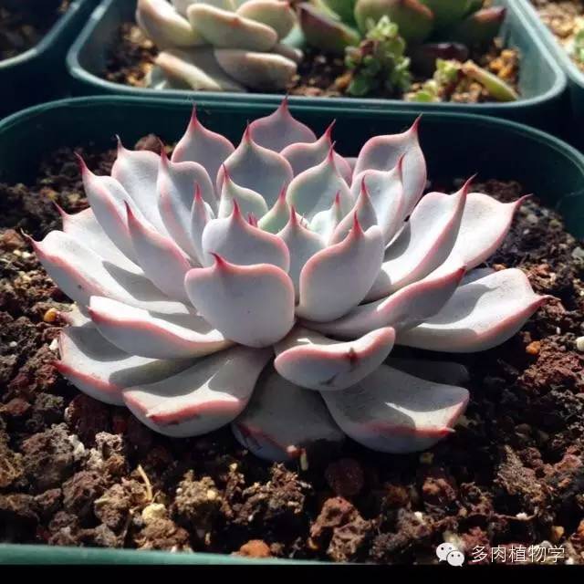 最具升值价值的多肉,半阴半阳的多肉有哪些