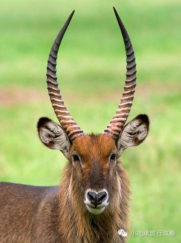 可能是最全的,肯尼亚坦桑尼亚动物百科。小地球耗时一周整理!