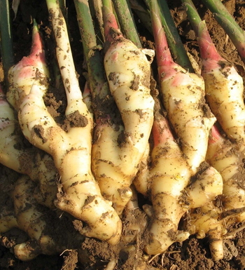 生姜的功效与作用退烧,生姜的功效与作用止咳