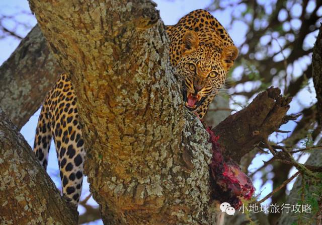 可能是最全的,肯尼亚坦桑尼亚动物百科。小地球耗时一周整理!