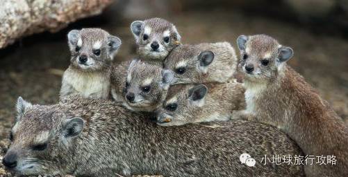 可能是最全的,肯尼亚坦桑尼亚动物百科。小地球耗时一周整理!