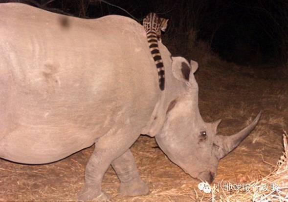 可能是最全的,肯尼亚坦桑尼亚动物百科。小地球耗时一周整理!