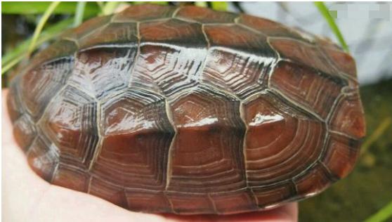 中华草龟和野生草龟的区别,草龟跟中华草龟有什么区别