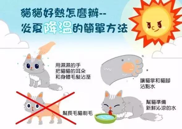 猫咪好活泼怎么办,猫咪好热用嘴呼吸