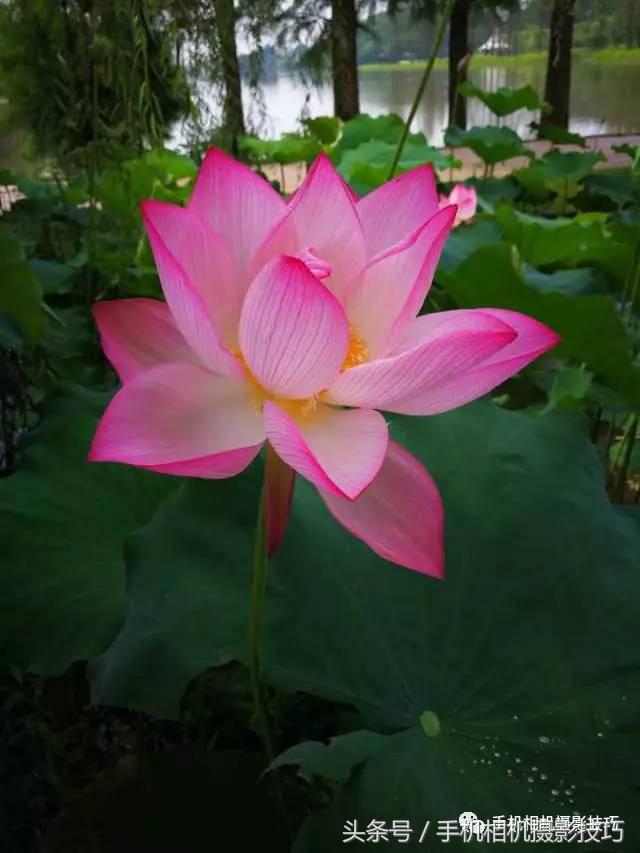 照片裁剪方法和技巧,一招教你怎么拯救照片