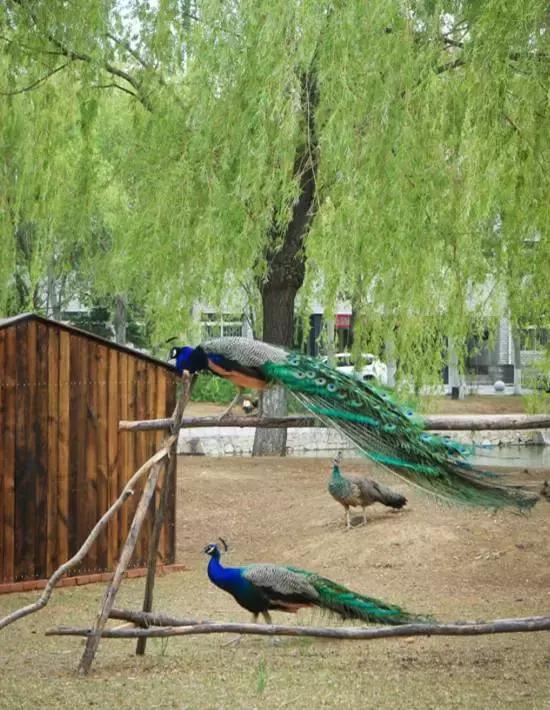 沈阳师范大学回忆,再见青春再见过往