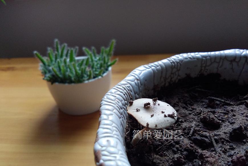 花盆里长蘑菇怎么办,花盆里长的黄色蘑菇有毒吗
