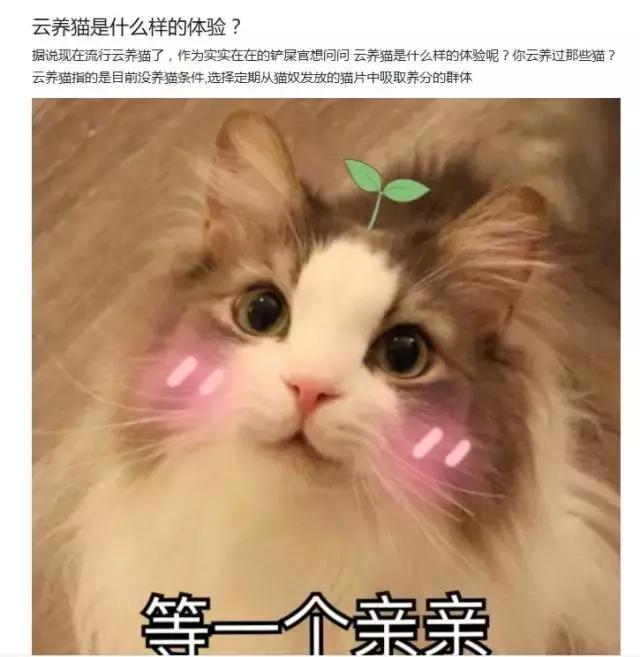 云养猫真的有人爱猫吗,云养猫最近的新闻