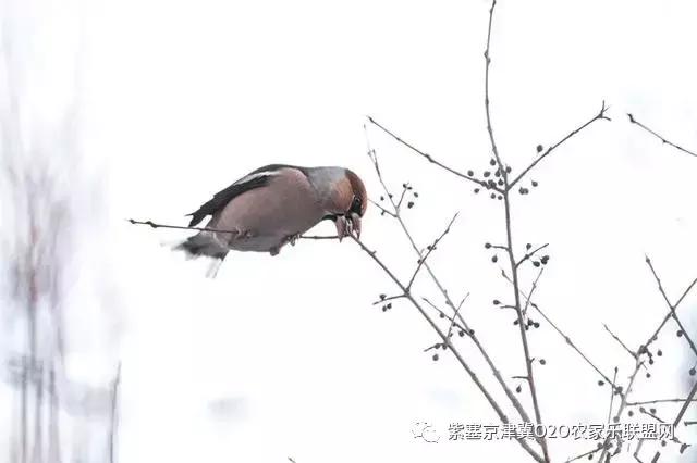 今年夏天，承德有种很小的动物，此神兽攻击力极强摸一下，神魂颠倒，还能吃？而且价格不菲！