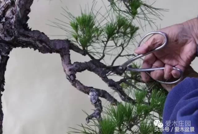 爱木盆景｜文人树《神仙》改作实录，小林国雄亲自示范松树盆景整型，艺术无国界，好的我们需要学习