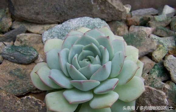 繁殖能力强又好养的多肉,培育杂交植物