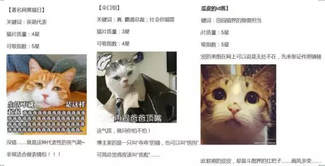 云养猫真的有人爱猫吗,云养猫最近的新闻