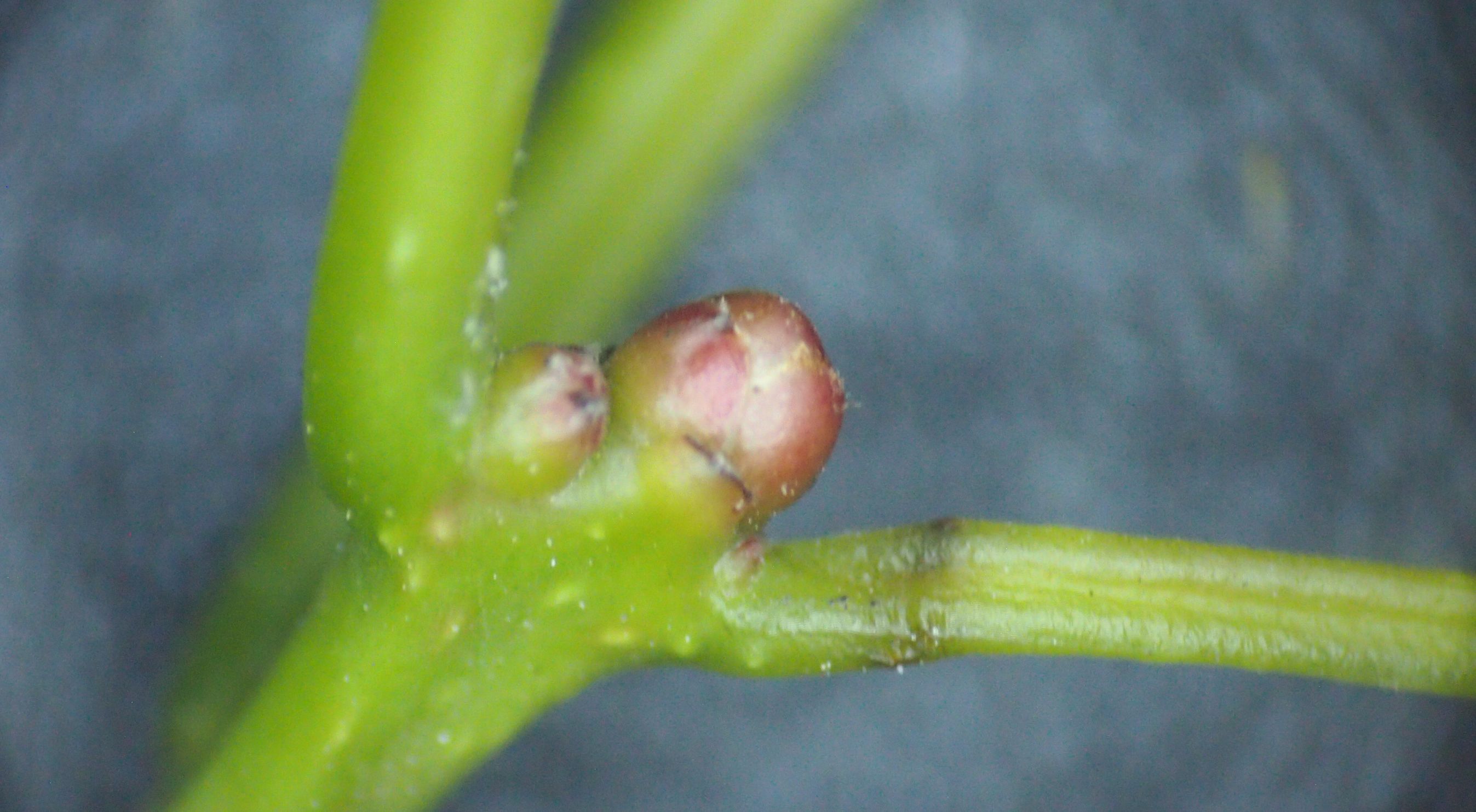 樟名字解读,樟字名字含义