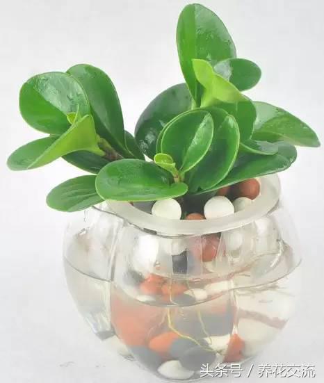 鸿运当头水培植物的养护方法,9种超级好养的水培植物养护下集