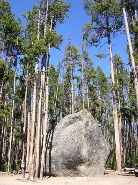小叶紫檀盆景有什么观赏价值,小叶紫檀盆栽做手串
