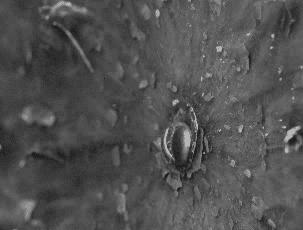 GIF,当你走在高山流水,要小心画地为牢!哈哈!走村庄里要小心!