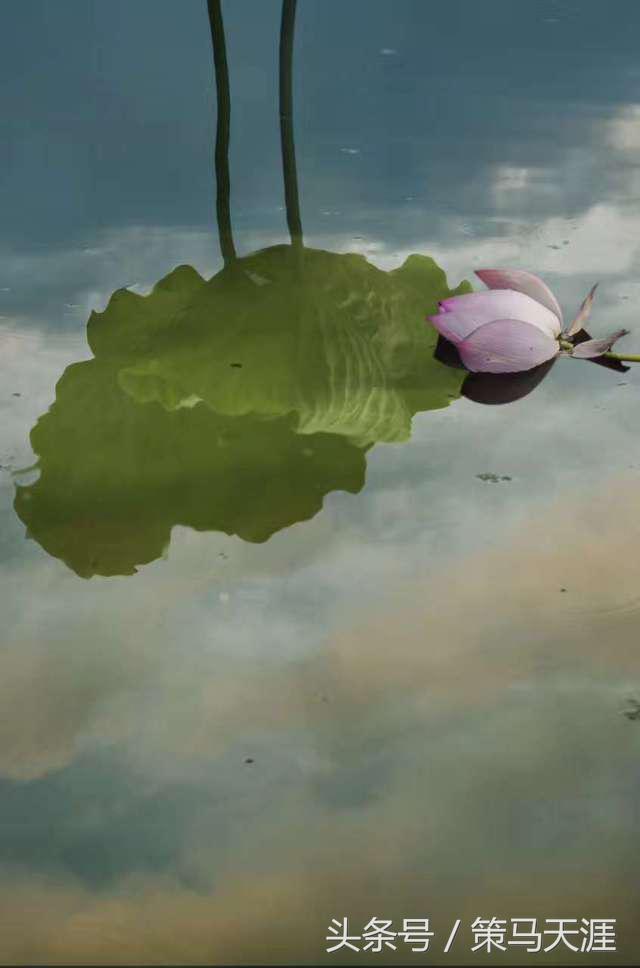 君子如荷出淤泥而不染图片,荷出淤泥而不染的隶书