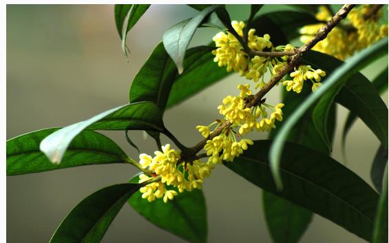 你是几月出生的就开什么花,猜猜你是什么样的花