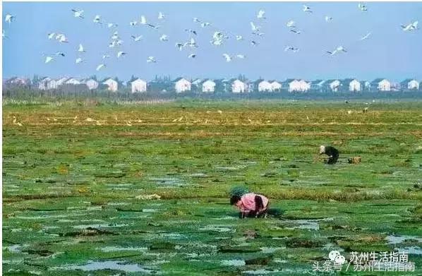 银黄埭，一片湖一个镇一方人！