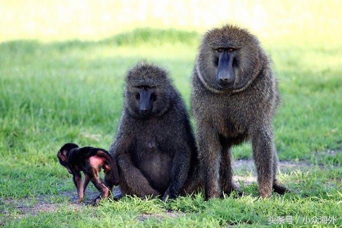 小众旅游地探索攻略,坦桑尼亚游猎攻略