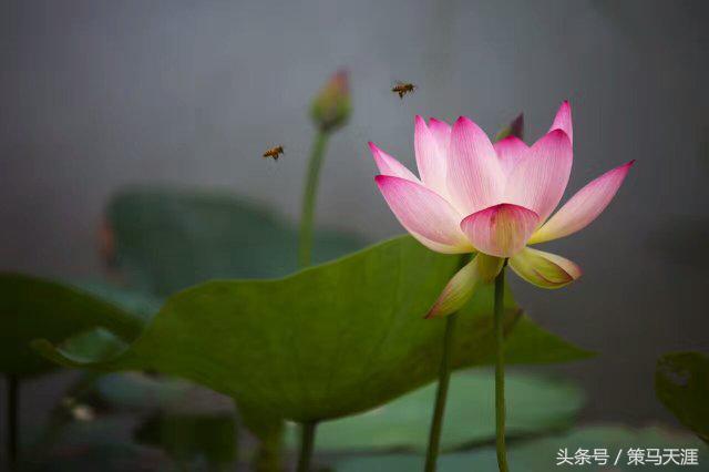 君子如荷出淤泥而不染图片,荷出淤泥而不染的隶书