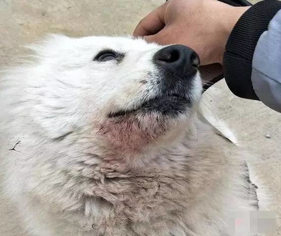 萨摩耶跟二哈哪个好养,二哈和萨摩耶哪个好养