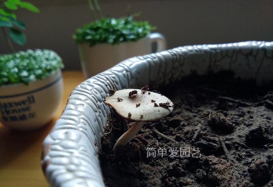 花盆里长蘑菇怎么办,花盆里长的黄色蘑菇有毒吗