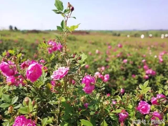 都说台湾民宿有特色，现在，昌吉也有了这样的好地方，它的名字叫芸农庄