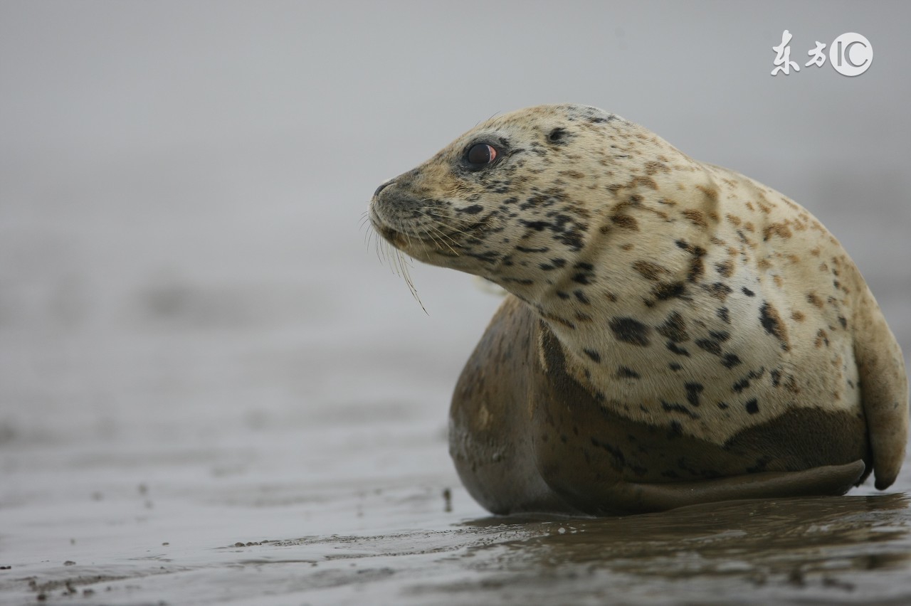 大人们忘记了，男人们不知道，我们小姑娘的辫子被扎太紧了有多疼