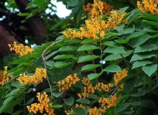 小叶紫檀盆栽做手串,家里能放小叶紫檀盆景吗