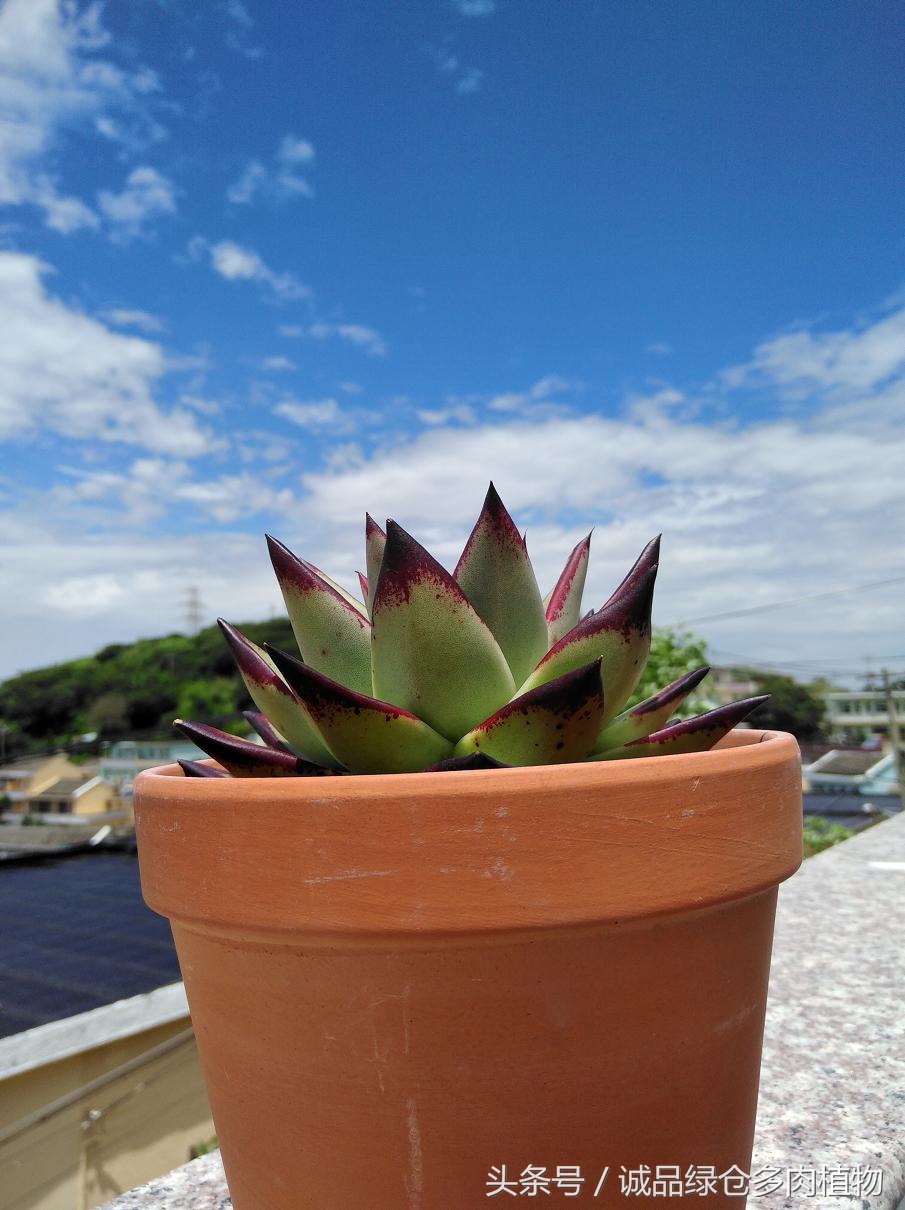 历害了,难道是假包邮区?还在露养呢