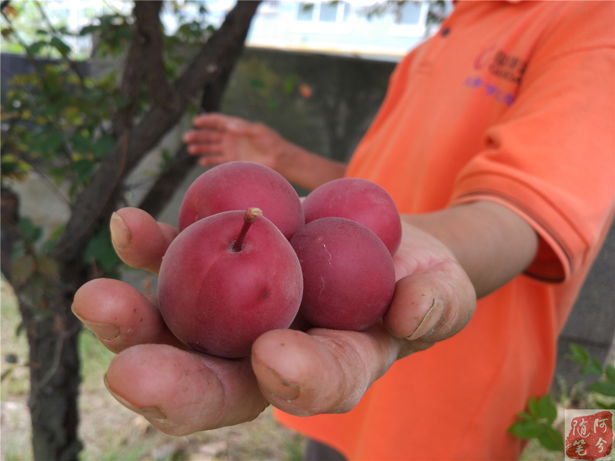 路边长的野生红果果能吃吗,农村老爷爷采摘花生