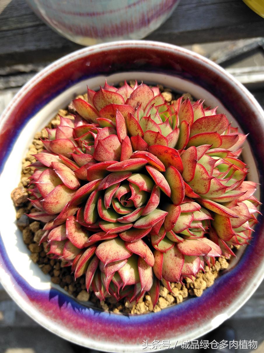 历害了,难道是假包邮区?还在露养呢