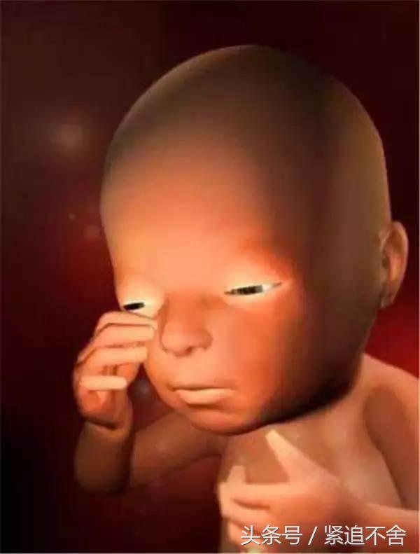 超萌龙凤胎宝宝图片,孕1到9周胎儿发育全过程