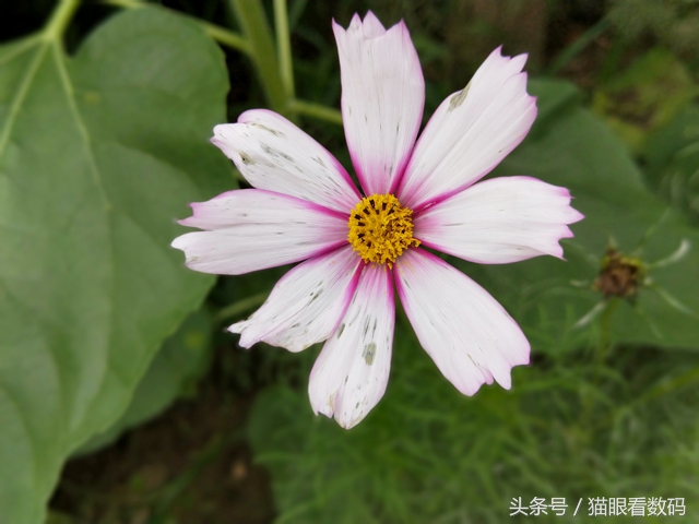 oppor11手机测评是否值得入手,oppor11s测评玩王者荣耀