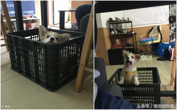 狗宝刚来家里的时候猫咪很生气，没想到后来它们居然合伙偷食吃！