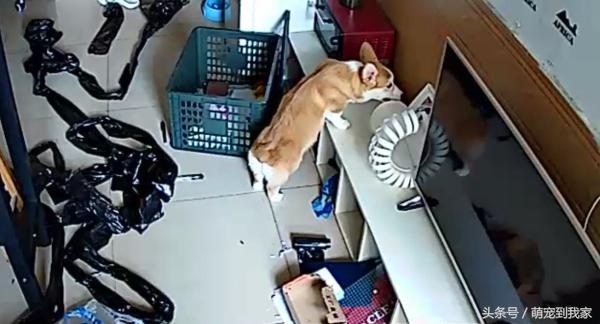 狗宝刚来家里的时候猫咪很生气，没想到后来它们居然合伙偷食吃！