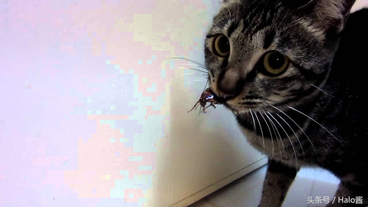 猫咪误食蟑螂杀虫剂该咋办,猫咪吃被杀虫剂杀死的蟑螂