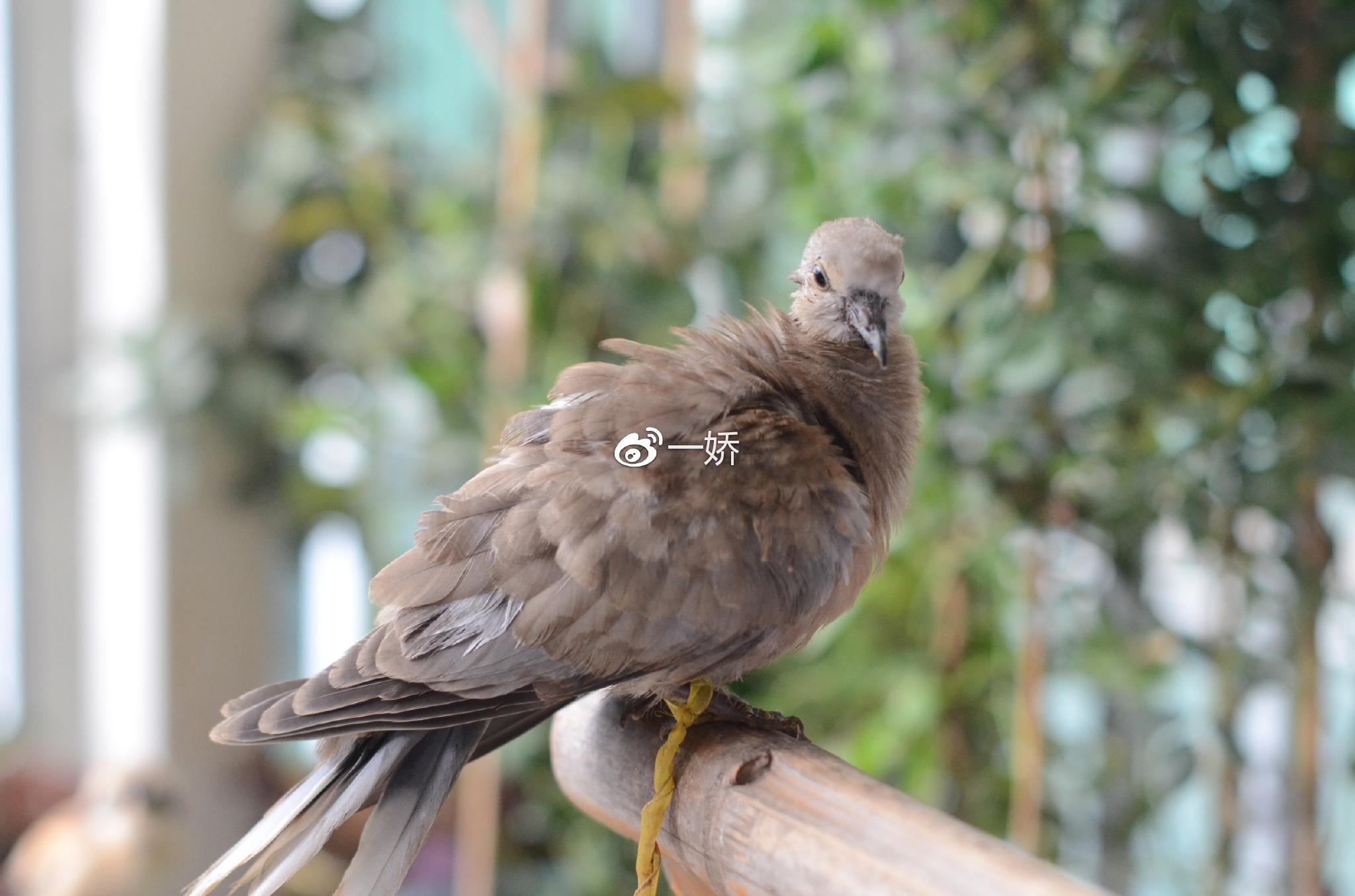 野外捡来的雏鸟拿什么给它吃,野外捡来的小鸟怎么给他喂食