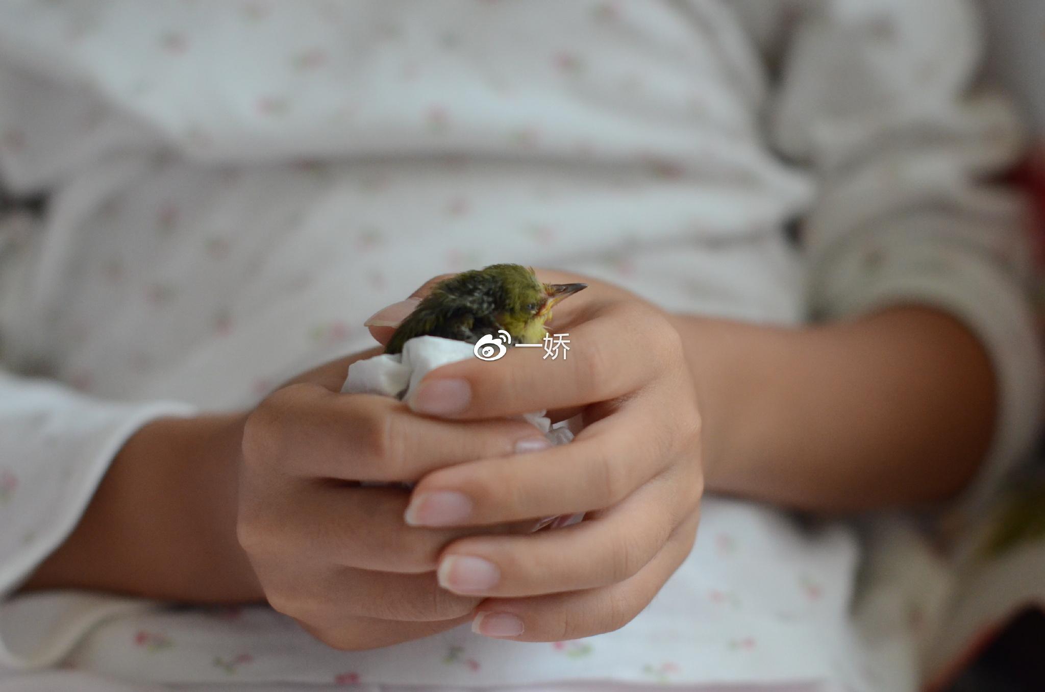 野外捡来的雏鸟拿什么给它吃,野外捡来的小鸟怎么给他喂食