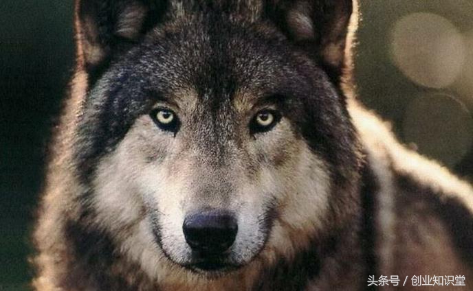 褚时健创业案例,褚时健74岁再次创业